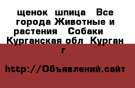 щенок  шпица - Все города Животные и растения » Собаки   . Курганская обл.,Курган г.